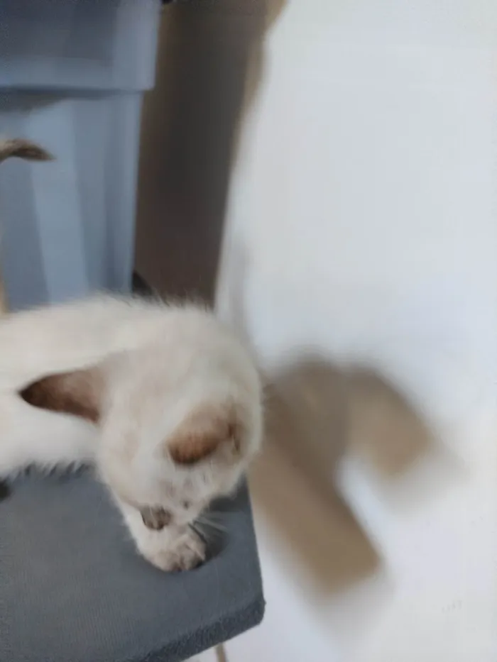 Gato ra a SRD-ViraLata idade Abaixo de 2 meses nome Janeclei Pereira Da Silva 