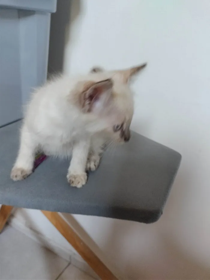 Gato ra a SRD-ViraLata idade Abaixo de 2 meses nome Janeclei Pereira Da Silva 