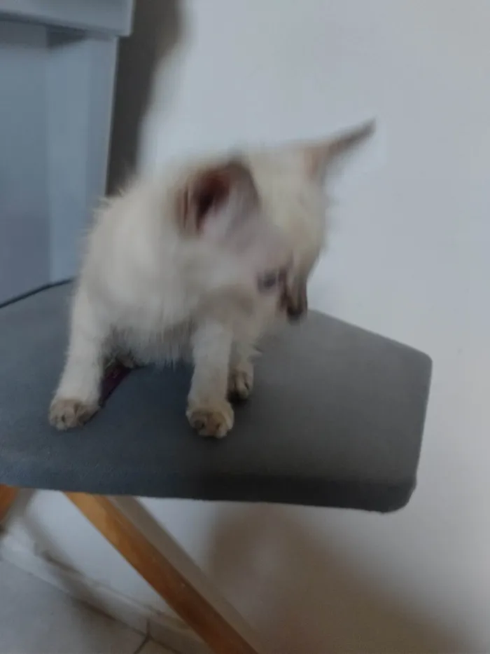 Gato ra a SRD-ViraLata idade Abaixo de 2 meses nome Janeclei Pereira Da Silva 