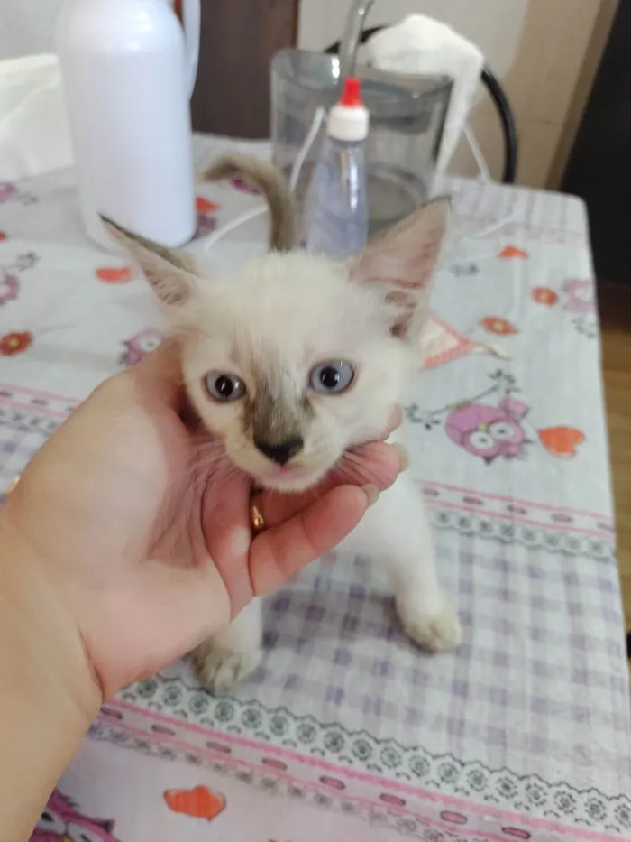 Gato ra a SRD-ViraLata idade Abaixo de 2 meses nome Janeclei Pereira Da Silva 