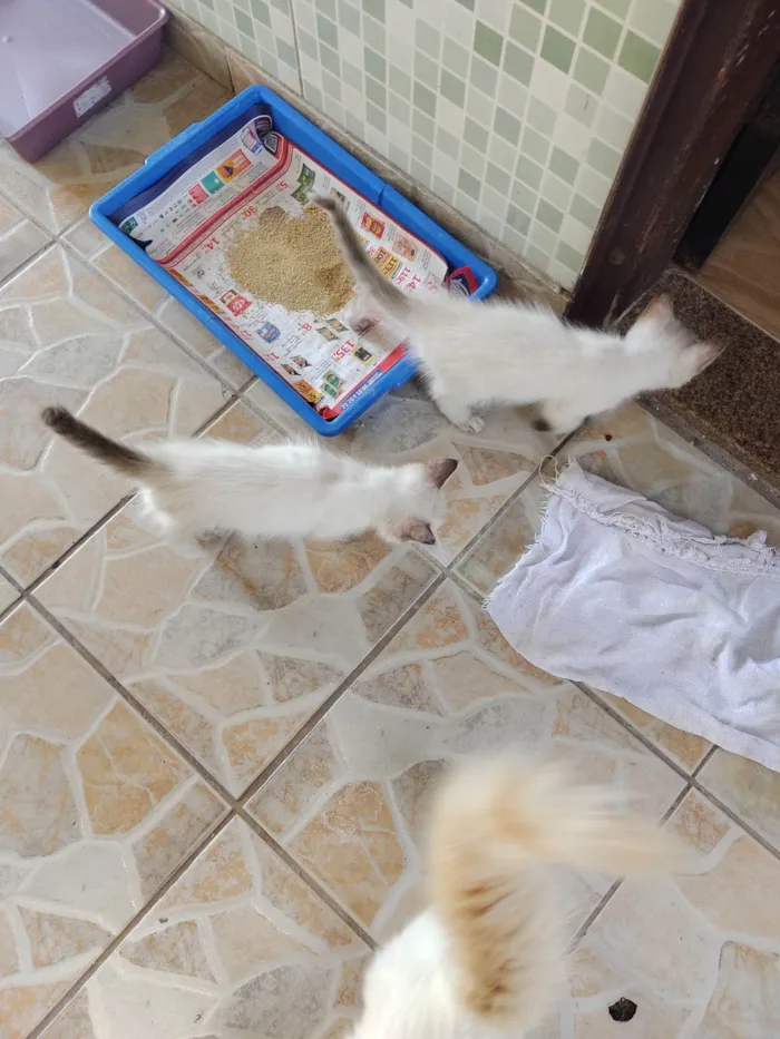 Gato ra a SRD-ViraLata idade Abaixo de 2 meses nome Janeclei Pereira Da Silva 