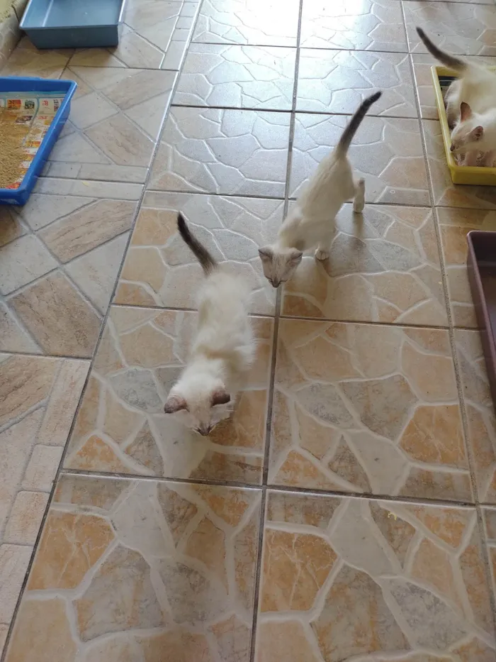 Gato ra a SRD-ViraLata idade Abaixo de 2 meses nome Janeclei Pereira Da Silva 