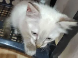 Gato raça SRD-ViraLata idade Abaixo de 2 meses nome Janeclei Pereira Da Silva 