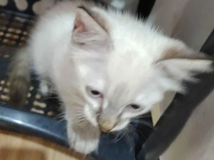 Gato ra a SRD-ViraLata idade Abaixo de 2 meses nome Janeclei Pereira Da Silva 