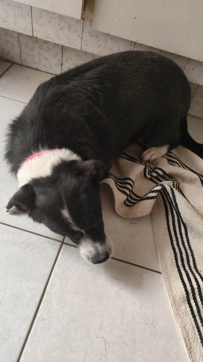 Cachorro ra a SRD-ViraLata idade 3 anos nome Bolo