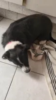 Bolo