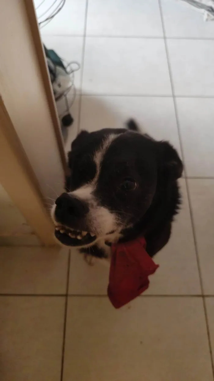 Cachorro ra a SRD-ViraLata idade 3 anos nome Bolo
