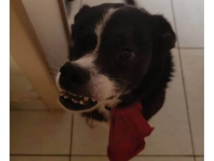 Cachorro ra a SRD-ViraLata idade 3 anos nome Bolo