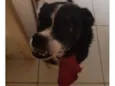 Bolo