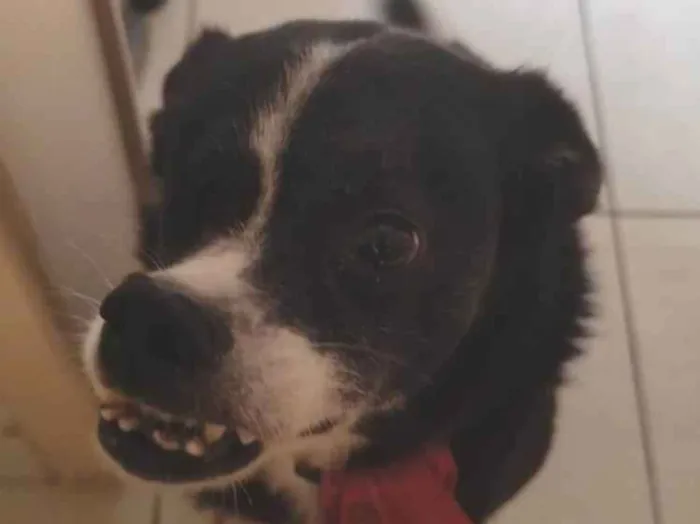 Cachorro ra a SRD-ViraLata idade 3 anos nome Bolo