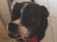 Bolo