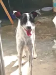 Moranguinho