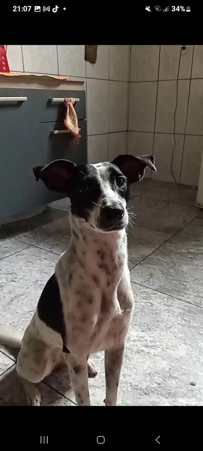 Cachorro ra a Dálmata idade 2 anos nome Moranguinho 