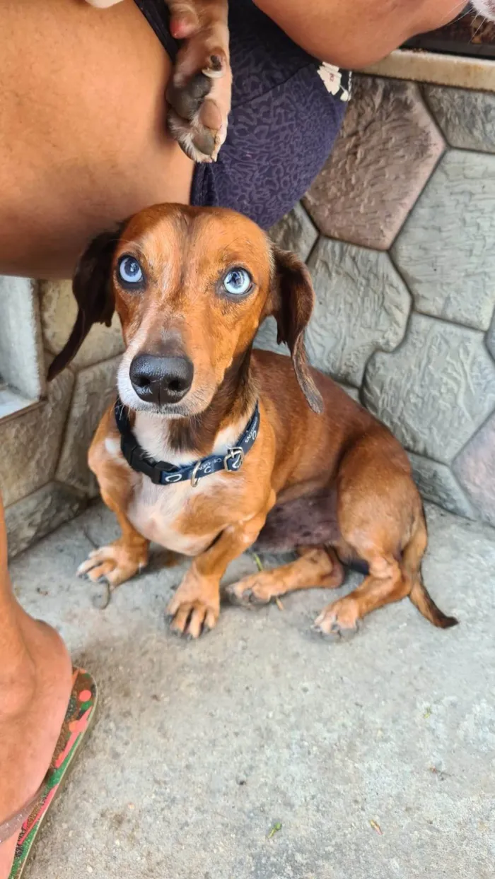 Cachorro ra a Basset-Cofap idade 6 ou mais anos nome Bono