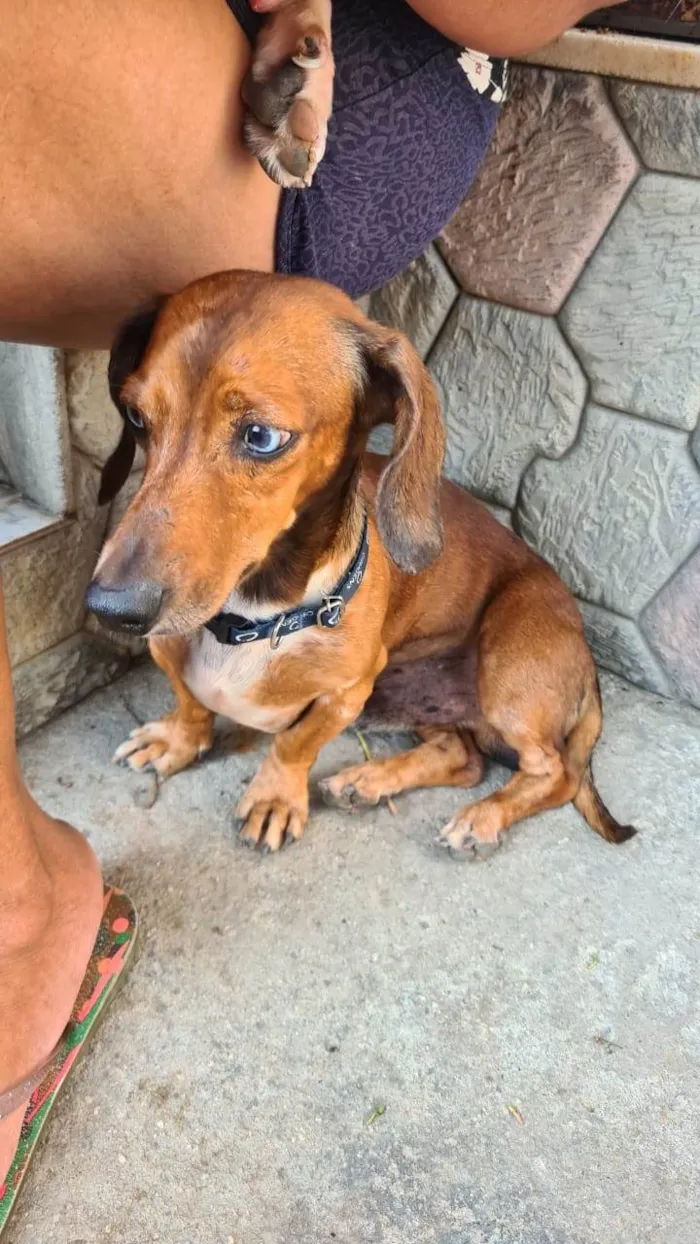 Cachorro ra a Basset-Cofap idade 6 ou mais anos nome Bono