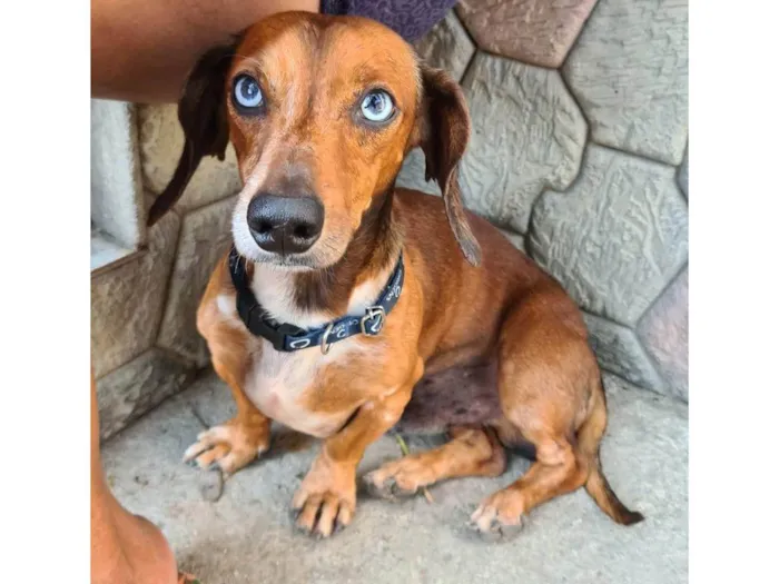 Cachorro ra a Basset-Cofap idade 6 ou mais anos nome Bono