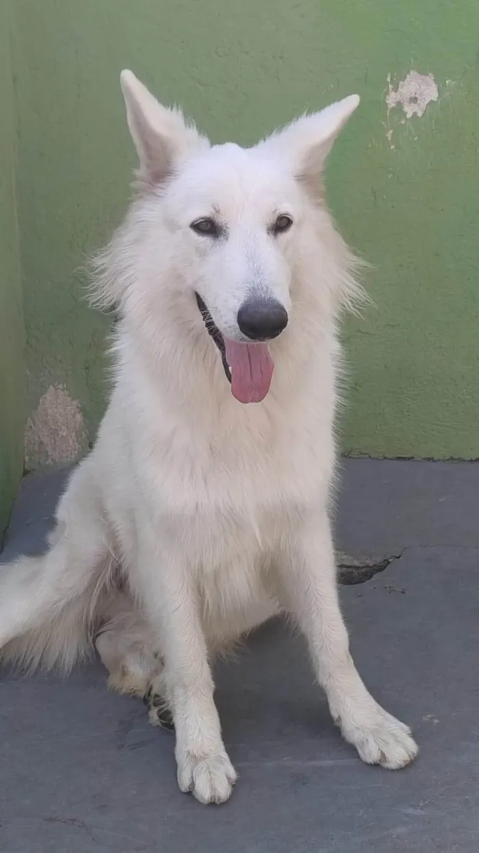 Cachorro ra a Pastor Alemão idade 1 ano nome ASLAN