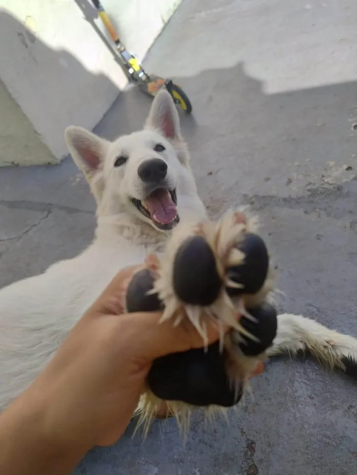 Cachorro ra a Pastor Alemão idade 1 ano nome ASLAN