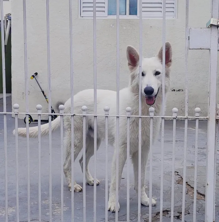 Cachorro ra a Pastor Alemão idade 1 ano nome ASLAN