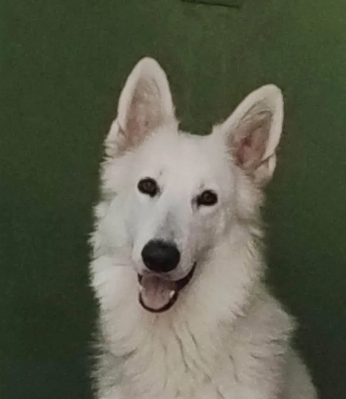 Cachorro ra a Pastor Alemão idade 1 ano nome ASLAN