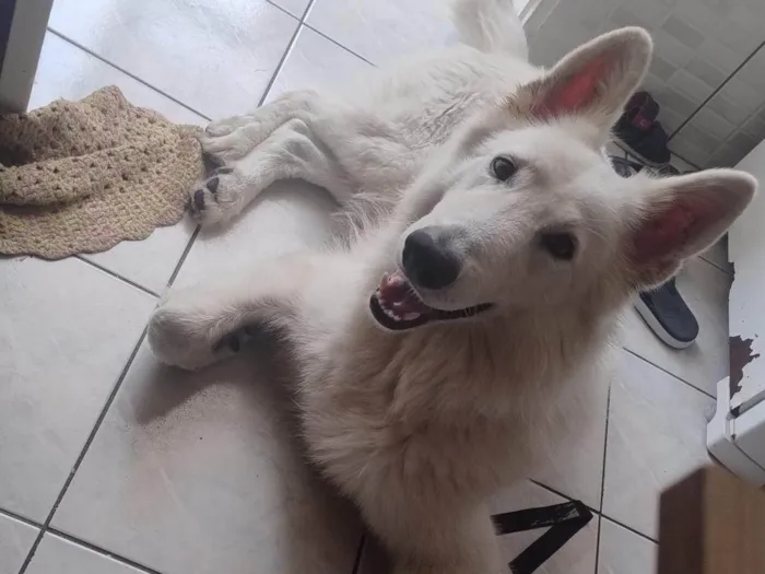 Cachorro ra a Pastor Alemão idade 1 ano nome ASLAN