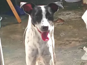 Cachorro raça Dálmata idade 2 anos nome Moranguinho 