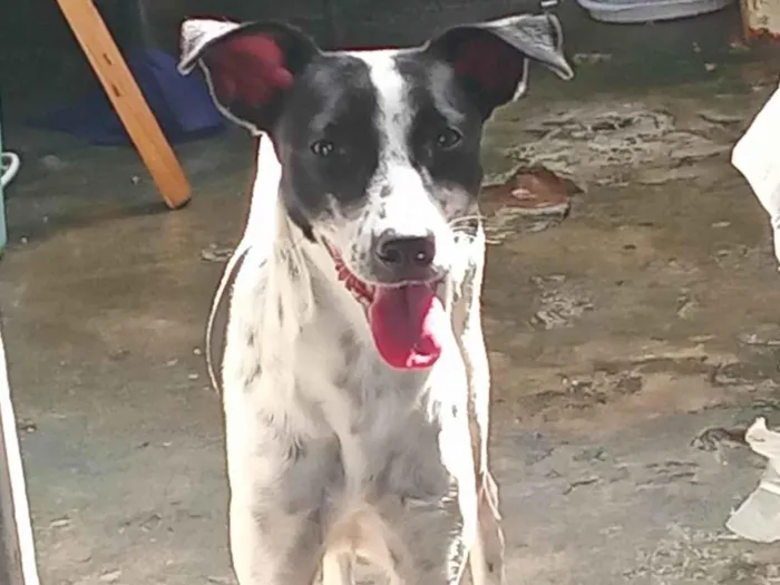 Cachorro ra a Dálmata idade 2 anos nome Moranguinho 