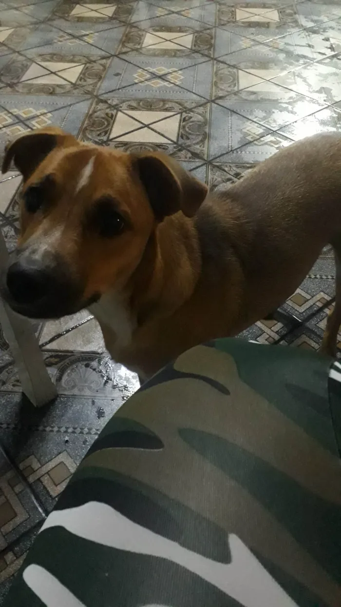 Cachorro ra a SRD-ViraLata idade 7 a 11 meses nome Janaína Teixeira Soares 