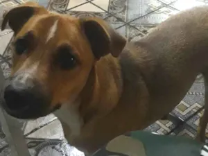 Cachorro raça SRD-ViraLata idade 7 a 11 meses nome Janaína Teixeira Soares 