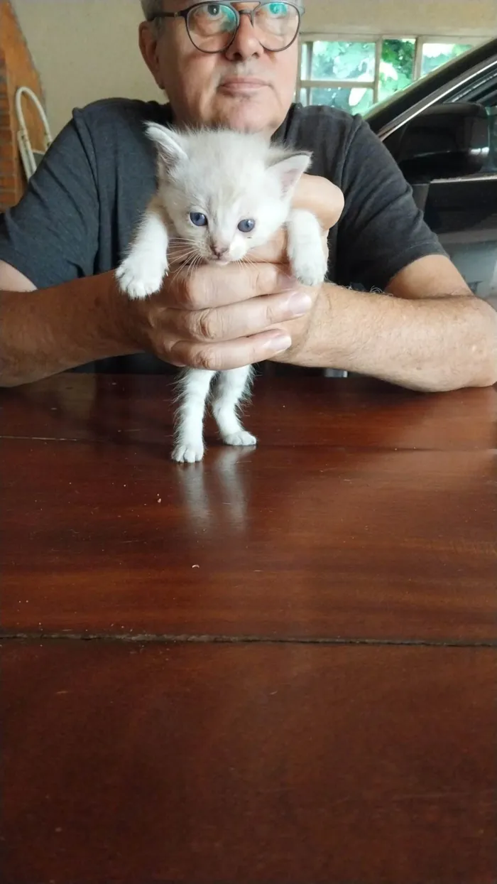 Gato ra a SRD-ViraLata idade Abaixo de 2 meses nome Filhote