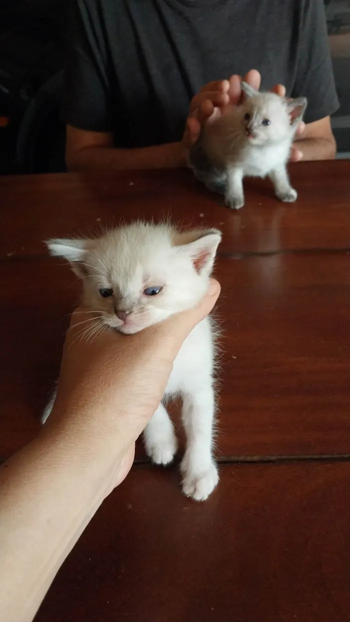 Gato ra a SRD-ViraLata idade Abaixo de 2 meses nome Filhote