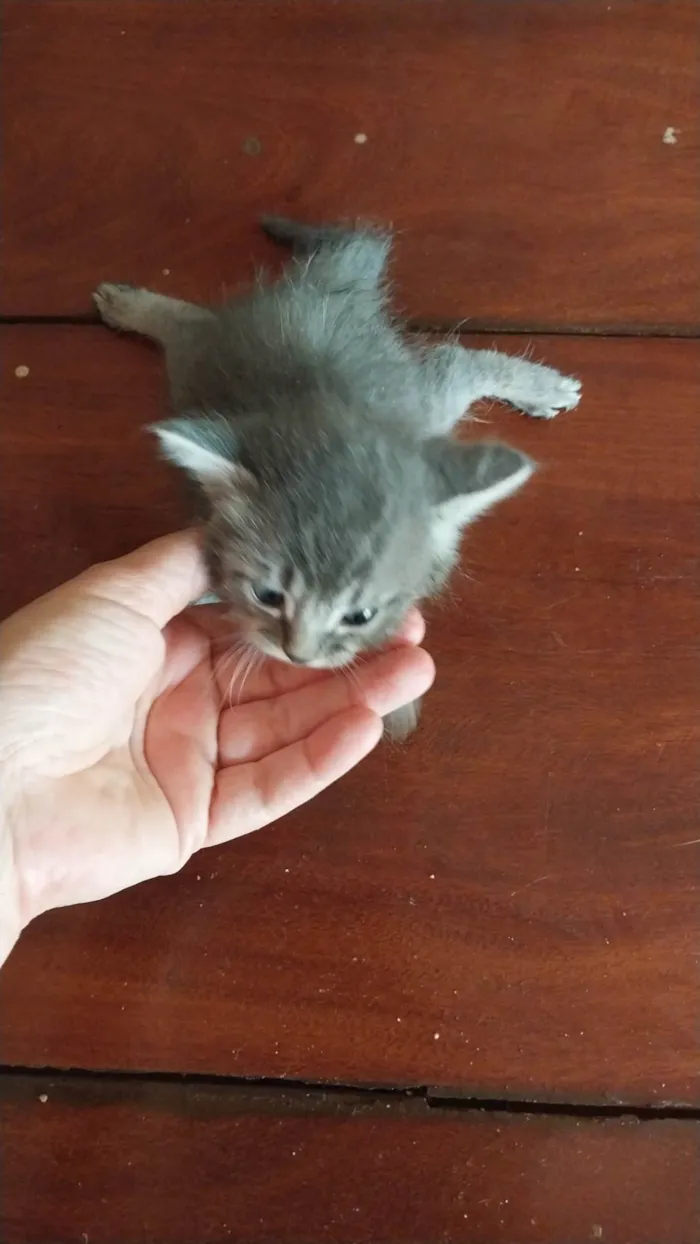 Gato ra a SRD-ViraLata idade Abaixo de 2 meses nome Filhote