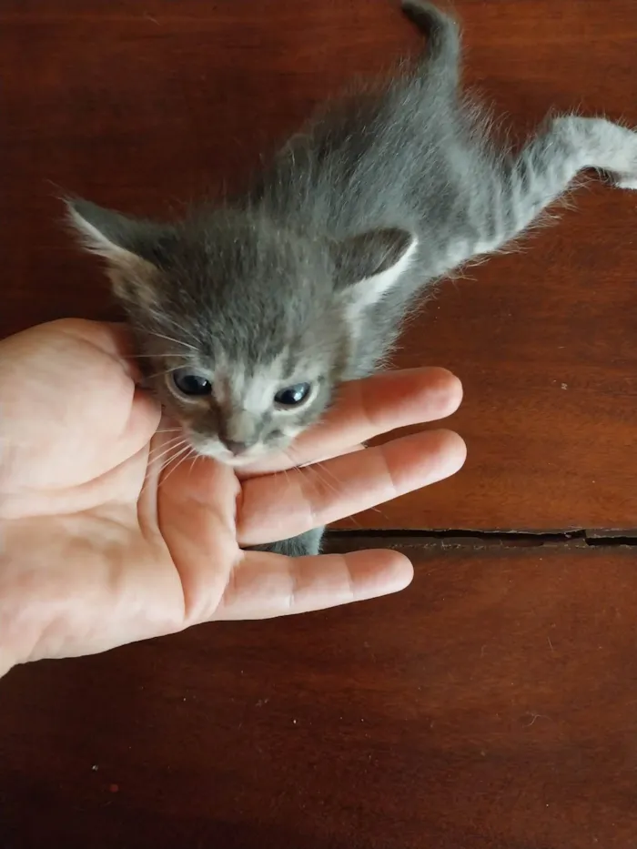 Gato ra a SRD-ViraLata idade Abaixo de 2 meses nome Filhote