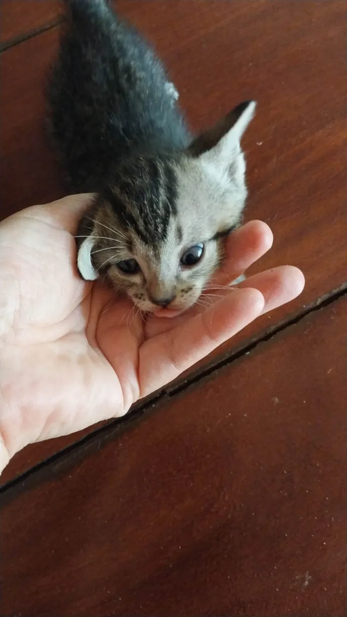 Gato ra a SRD-ViraLata idade Abaixo de 2 meses nome Filhote