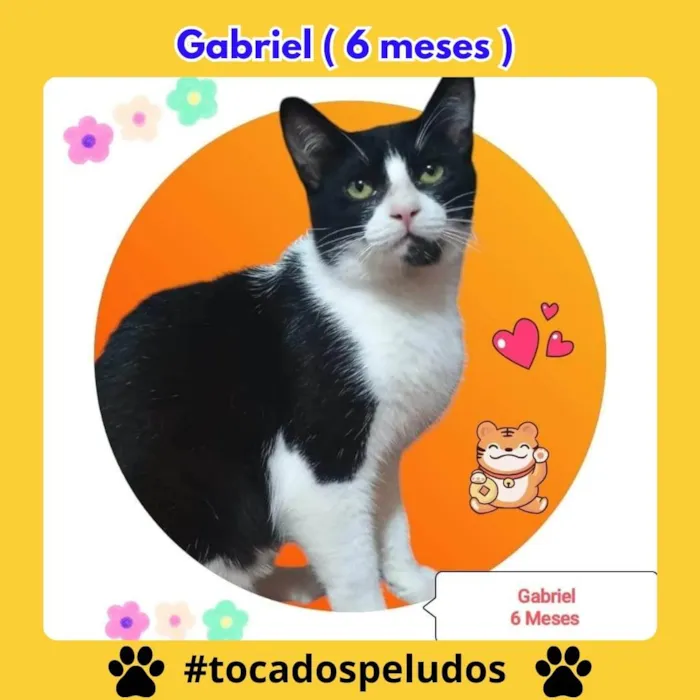 Gato ra a SRD-ViraLata idade 2 a 6 meses nome Gabriel