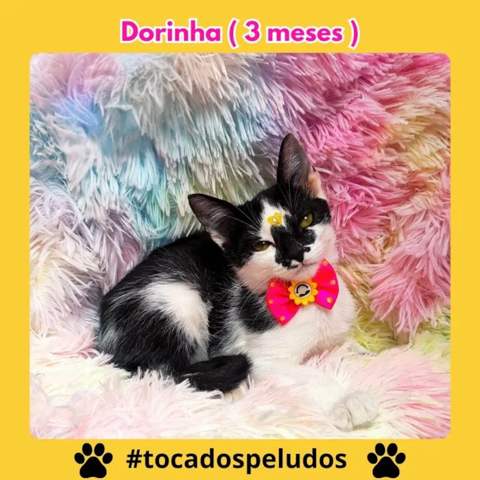 Gato ra a SRD-ViraLata idade 2 a 6 meses nome dorinha