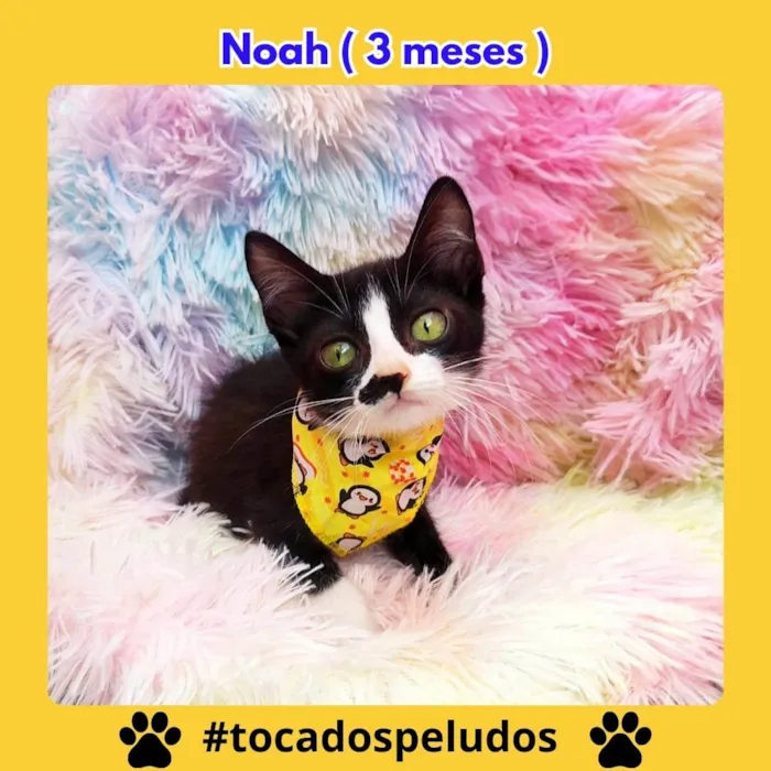 Gato ra a SRD-ViraLata idade 2 a 6 meses nome noah