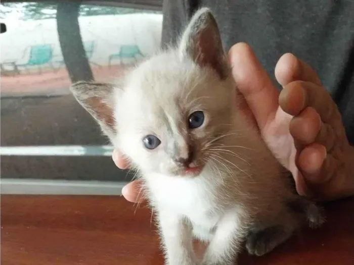 Gato ra a SRD-ViraLata idade Abaixo de 2 meses nome Filhote