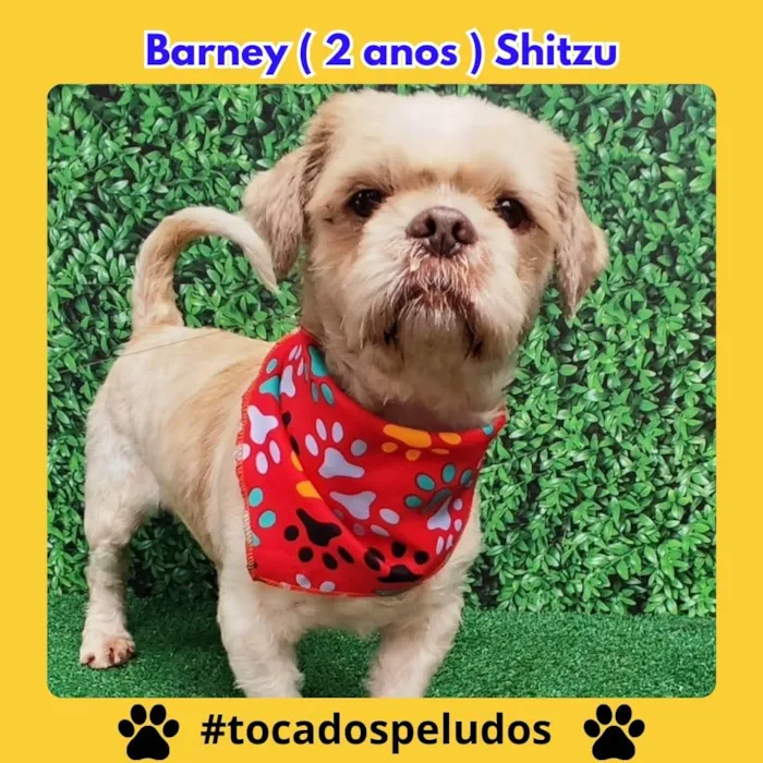 Cachorro ra a Shitzu idade 2 anos nome Barney