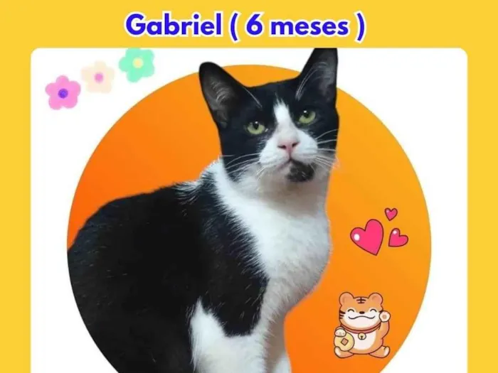 Gato ra a SRD-ViraLata idade 2 a 6 meses nome Gabriel