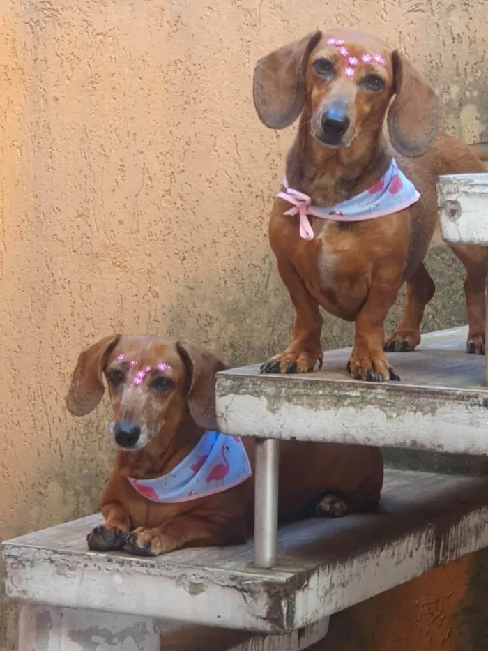 Cachorro ra a Basset-Cofap idade 6 ou mais anos nome Bela e a Nina