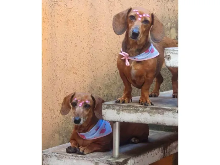 Cachorro ra a Basset-Cofap idade 6 ou mais anos nome Bela e a Nina