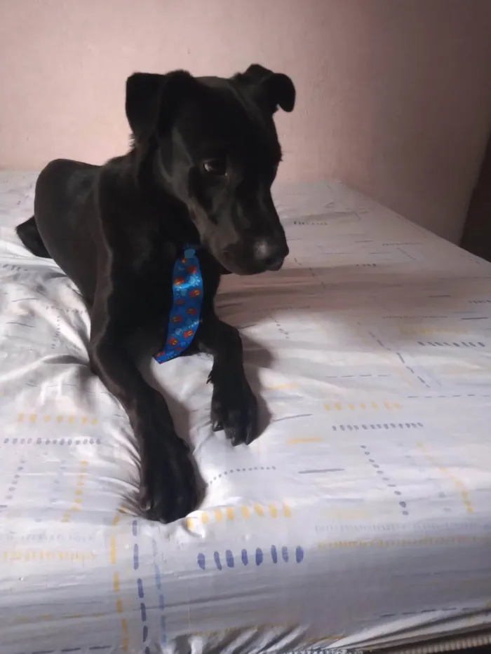 Cachorro ra a SRD-ViraLata idade 4 anos nome Manteguinha 