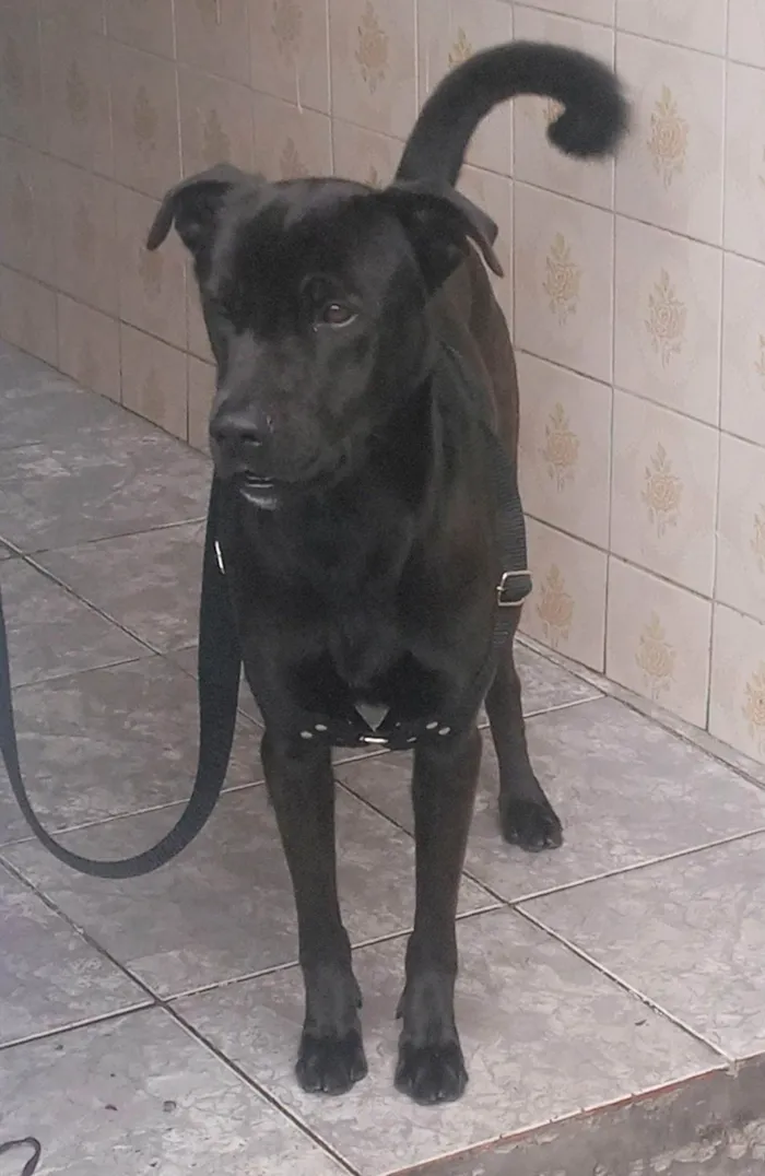 Cachorro ra a SRD-ViraLata idade 4 anos nome Manteguinha 