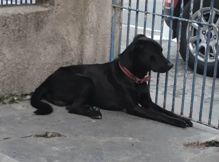 Cachorro ra a SRD-ViraLata idade 4 anos nome Manteguinha 