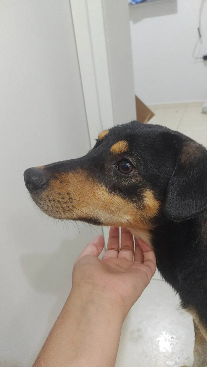 Cachorro ra a SRD-ViraLata idade 7 a 11 meses nome Não tem 