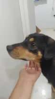 Não tem