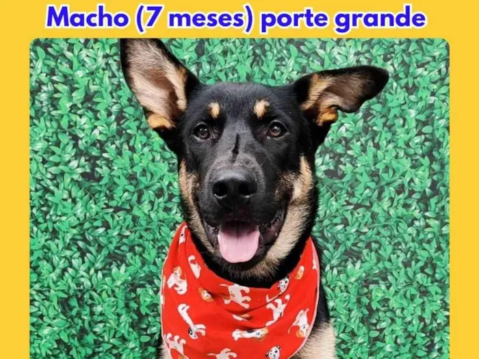 Cachorro ra a SRD-ViraLata idade 7 a 11 meses nome bilu