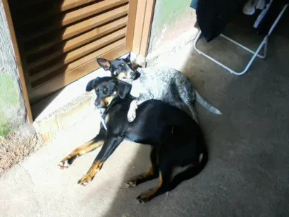 Cachorro raça SRD-ViraLata idade 5 anos nome Bolinha