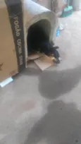 Pretinha